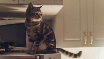 Por que gatos fazem barulho durante a noite