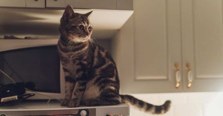 Por que gatos fazem barulho durante a noite