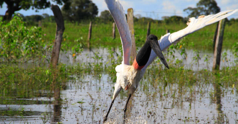 Por que o Pantanal está queimando