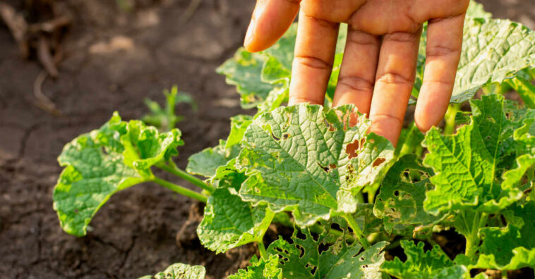 Principais doenças das plantas