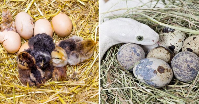 animais que botam ovos