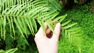 com cuidar de Samambaia chorona