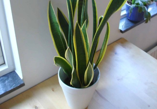 plantas de sombra Sansevieria-trifasciata