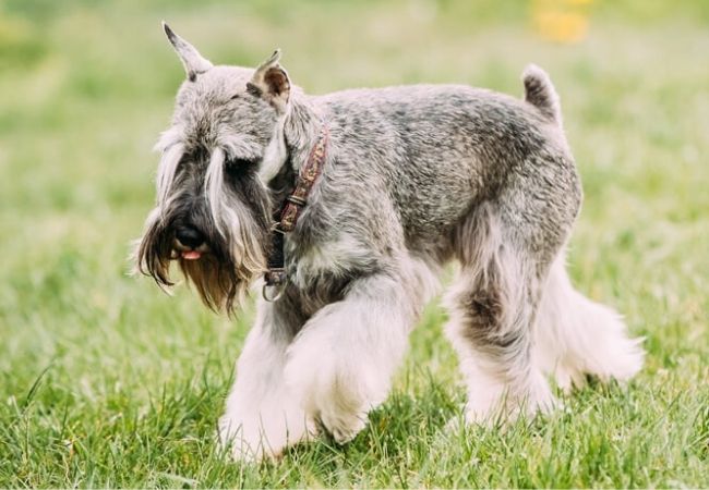 cachorro que não solta pelo schnauzer
