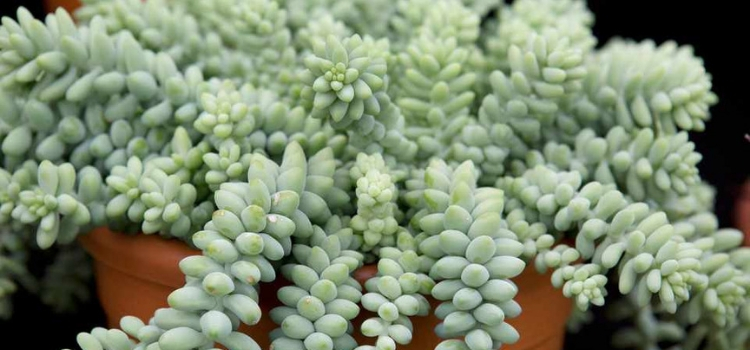 plantas exóticas Sedum morganianum