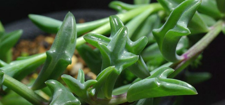 plantas exóticas Senecio peregrinus