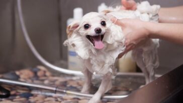 Shampoo caseiro para cachorro