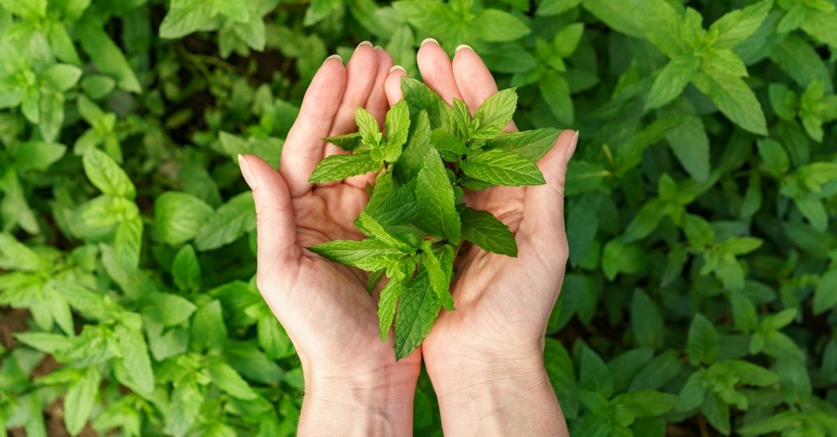 Shampoo de hortelã como fazer