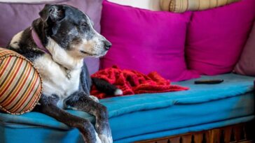 Sinais de que um cachorro está próximo de morrer