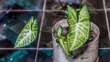 Singônio cuidados básicos