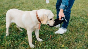 Soro caseiro para cachorros