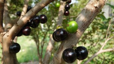 Suco de jabuticaba