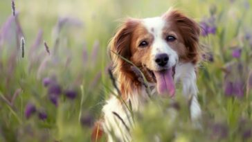 Teste genético em cães