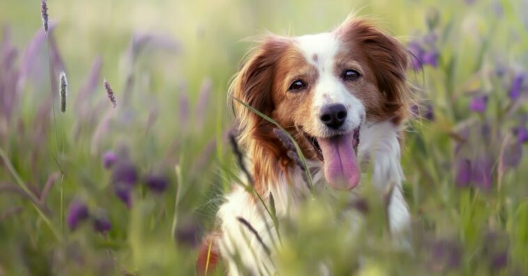 Teste genético em cães