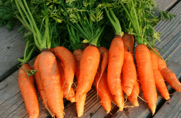 Tipos de cenoura nantes