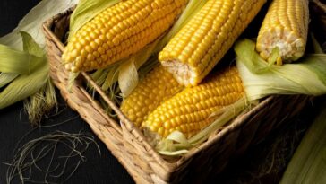 Tipos de milho