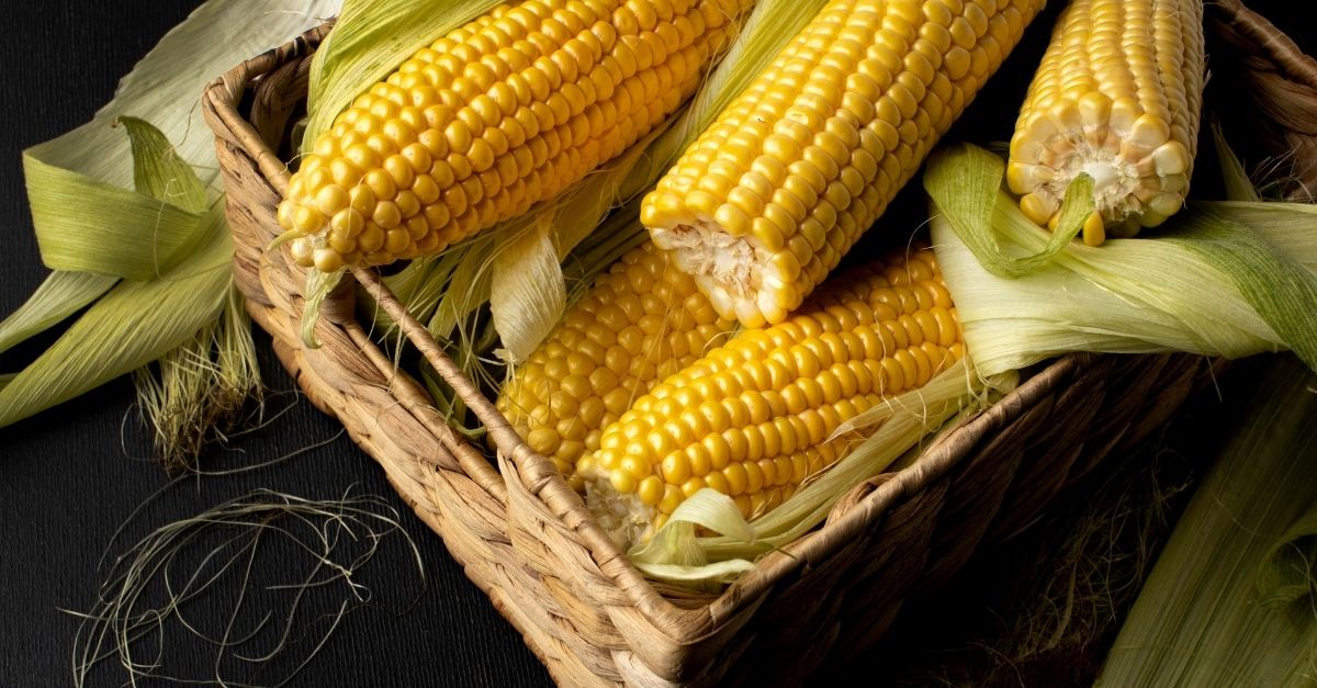 Tipos de milho