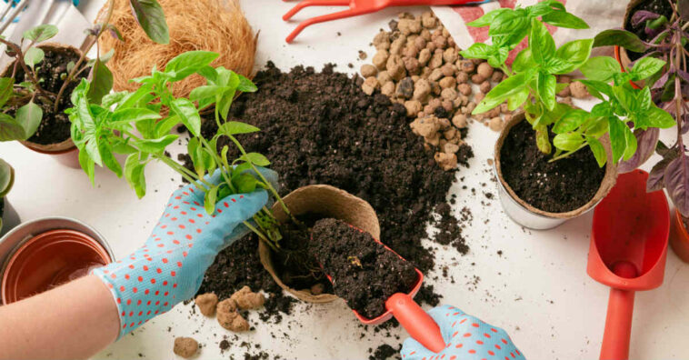 Truques para ter plantas lindas sem gastar nada