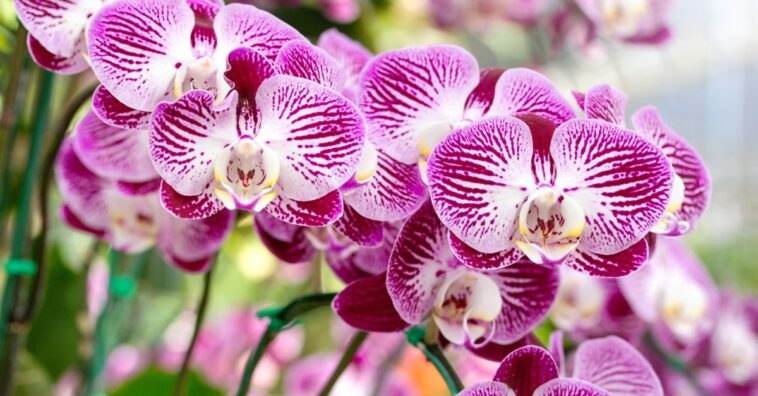 como fazer uma UTI para orquídea