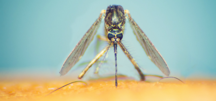 Vacina da febre amarela pode proteger contra zika entenda