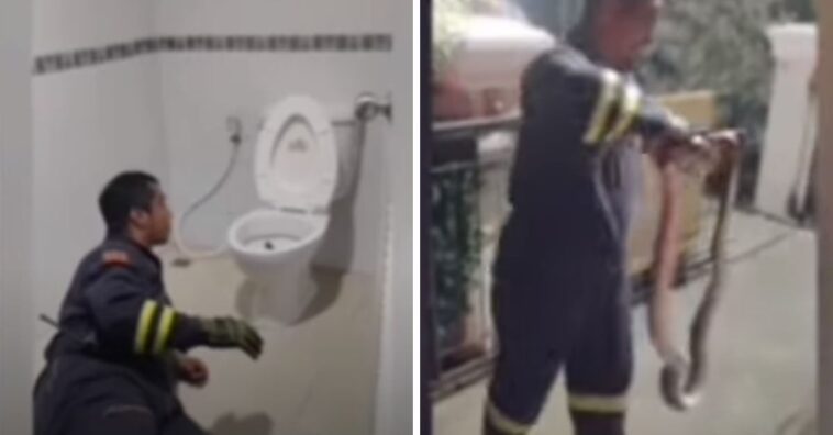 Vídeo bizarro mostra bombeiro tirando cobra de dentro de sanitário