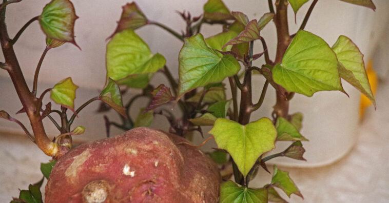 Você sabia que as folhas de batata-doce são comestíveis