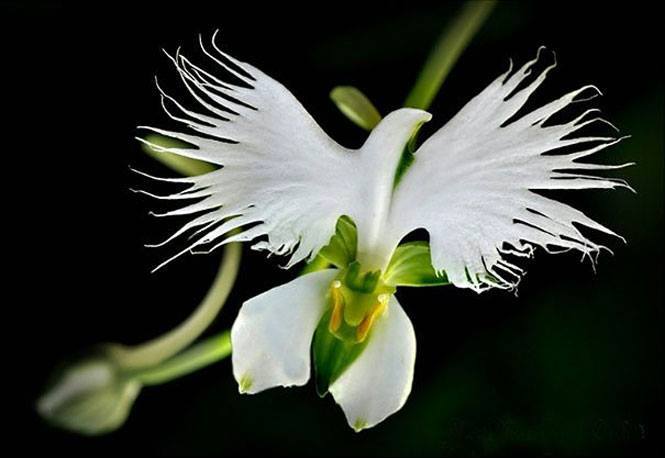 orquídeas raras White Egret