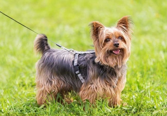 cachorro que não solta pelo yorkshire