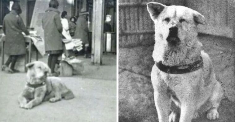 a história de hachiko