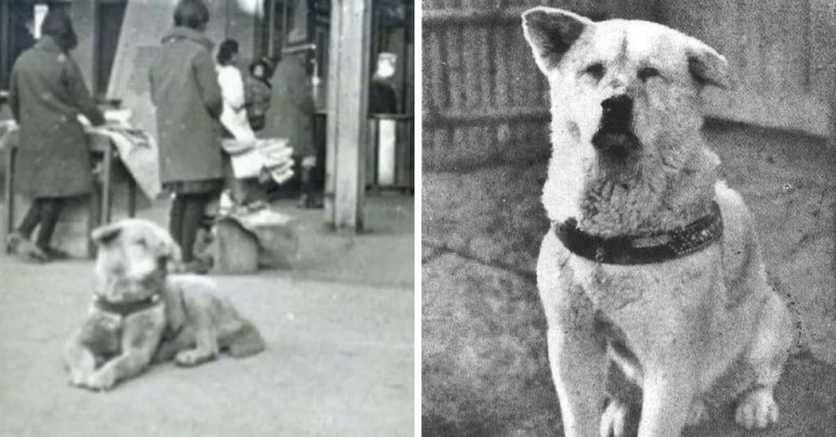 A história de Hachiko, o cão mais fiel do mundo