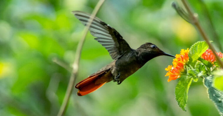 a morte e a lenda do colibri