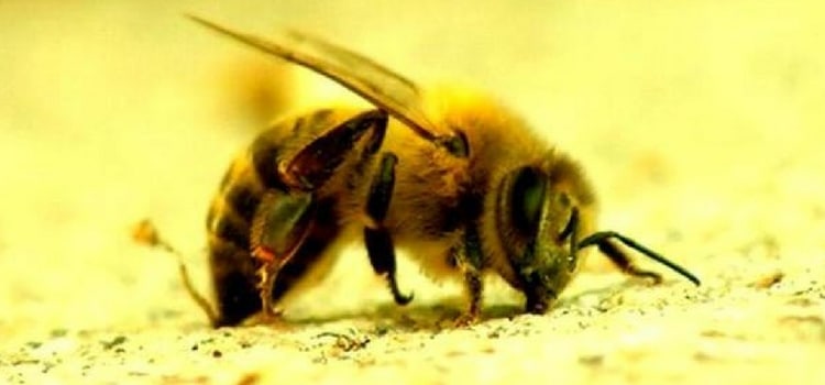 insetos perigosos mundo abelha assassina