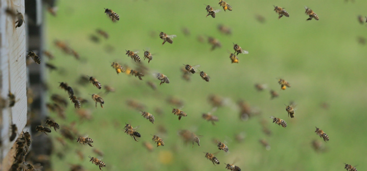 abelhas atacam durante missa em MG