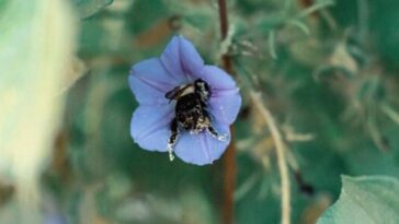 abelhas dormindo nas flores