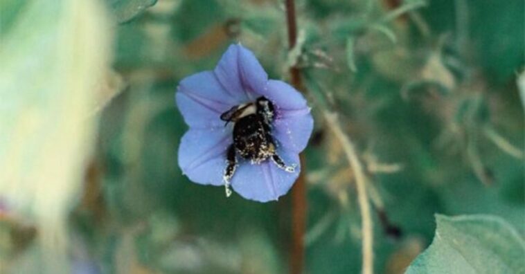 abelhas dormindo nas flores
