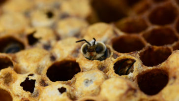 abelhas se uniram para salvar a vida