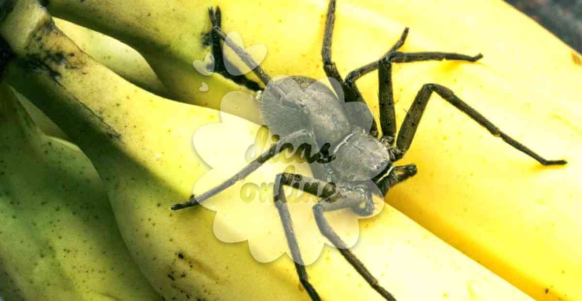 acabar-aranhas-receita-natural