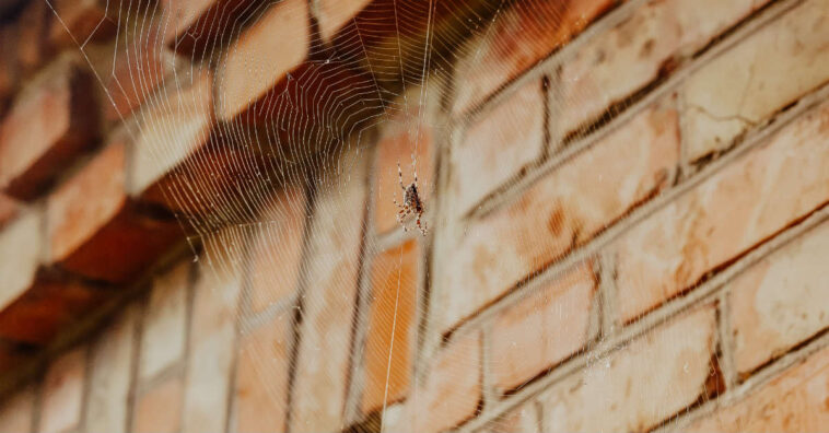 acabar com as teias de aranha em casa