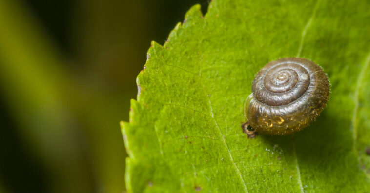 acabar com lesmas e caracóis no jardim
