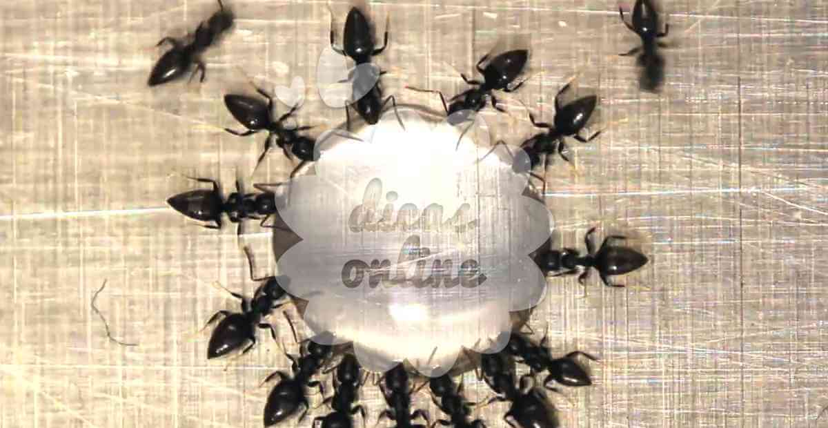 acabar-formigas-receita-natural