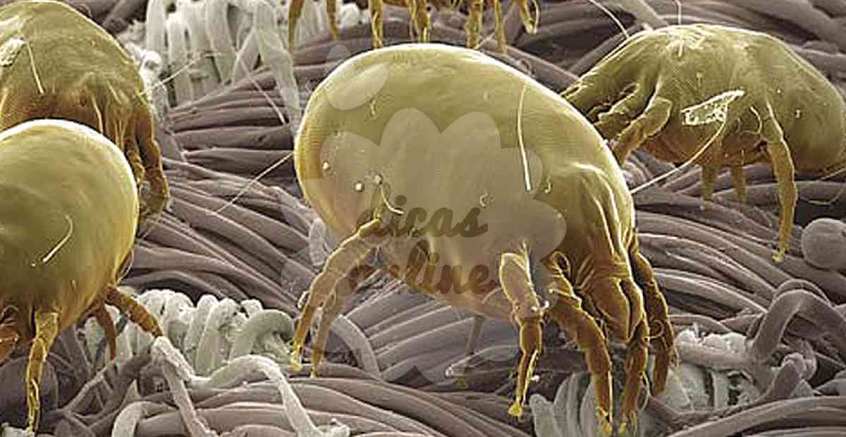 acaros-colchao-arrumar-cama (1)