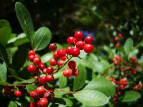 acoeira-pimenteira-pimenta-rosa