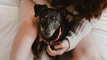 primeiro mês do cachorro em casa