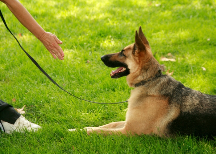 fazer adestramento de cães comandos