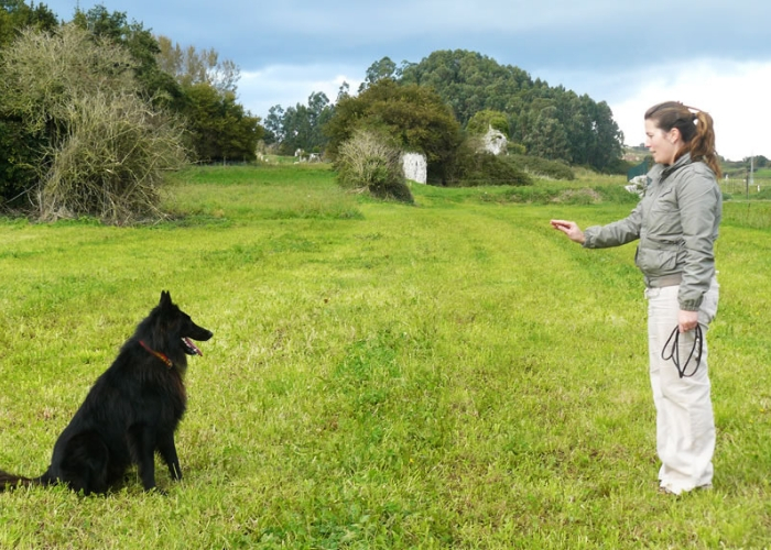 fazer adestramento de cães momento treino