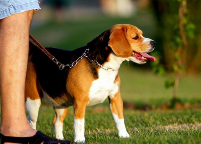 fazer adestramento de cães passeio