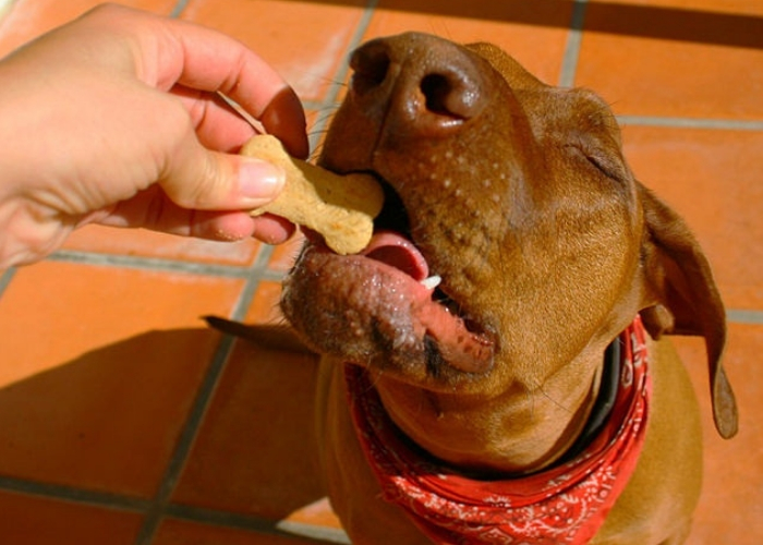 fazer adestramento de cães recompensa