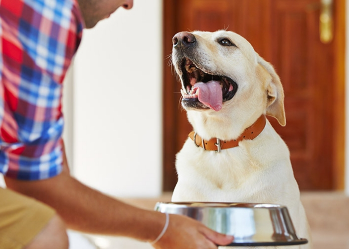 fazer adestramento de cães rotina