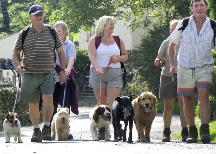 fazer adestramento de cães socialização