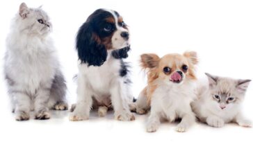 adotar pet pela primeira vez